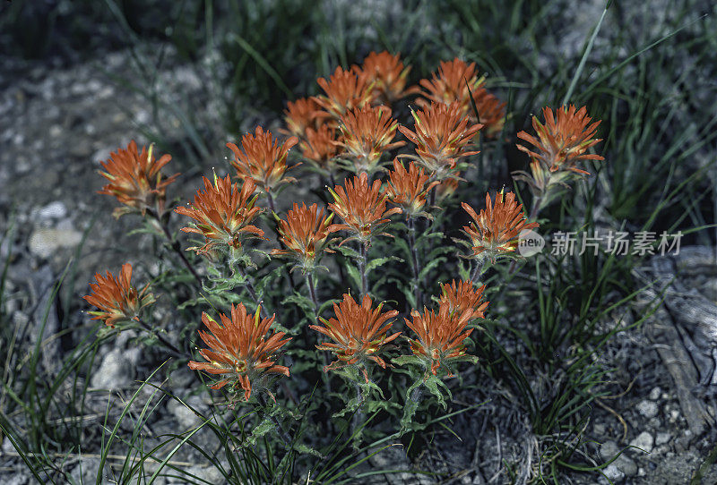 阿普尔盖特画笔，Castilleja applegatei，加州拉森火山国家公园。列当科。